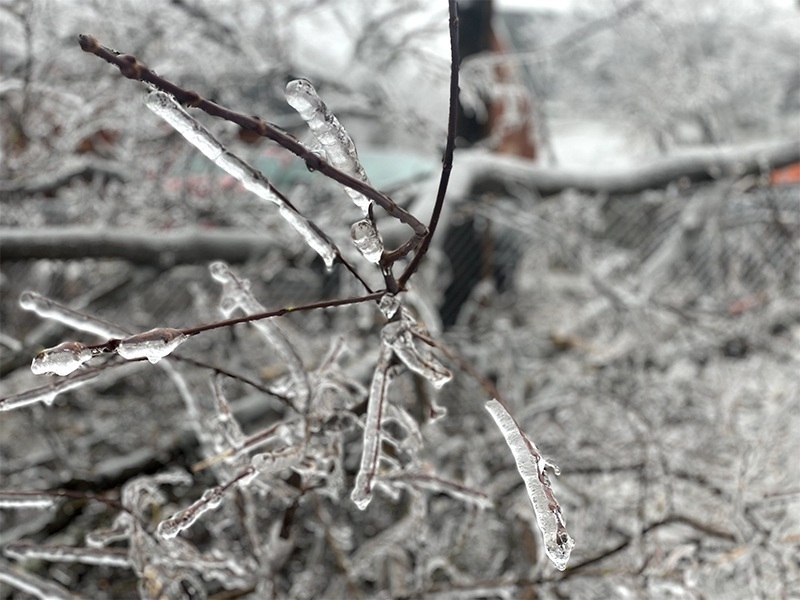 branches in an ice storm